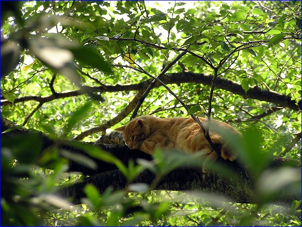 山猫「樹上生活者」
