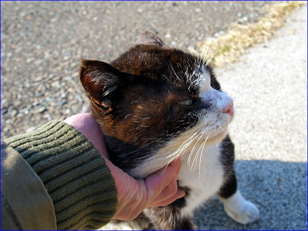 頬袋 海猫伝説