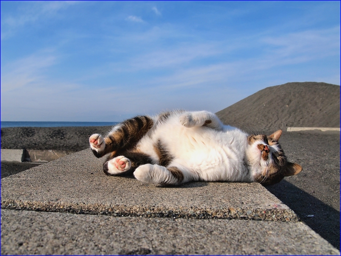 うにゃうにゃが聞こえない 海猫伝説