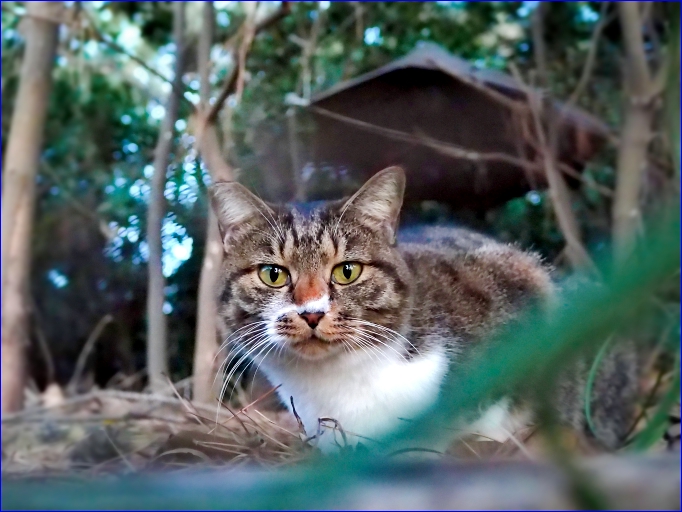 防砂ネットの下からそろり 海猫伝説